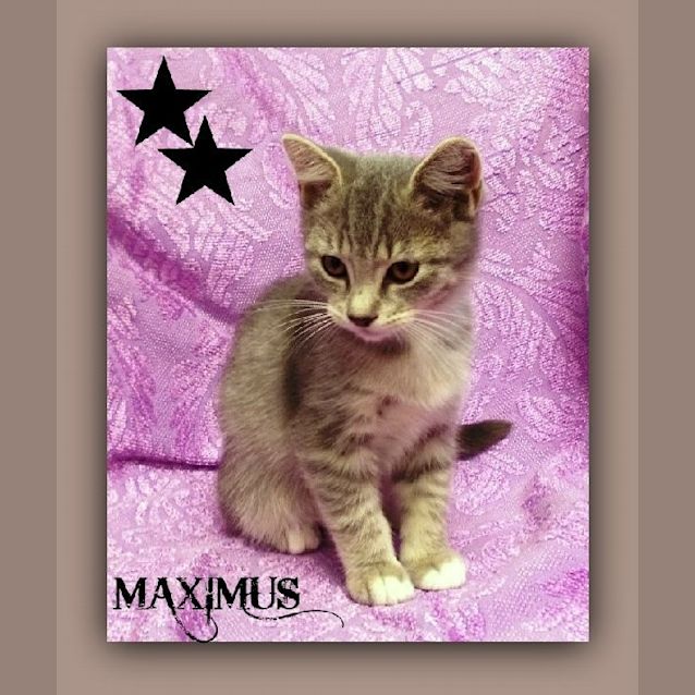 Photo of Maximus