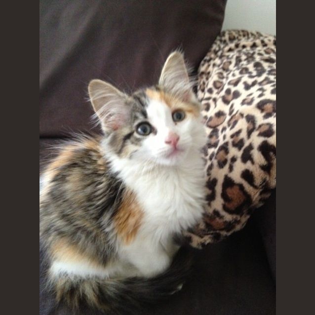 Photo of Diamond