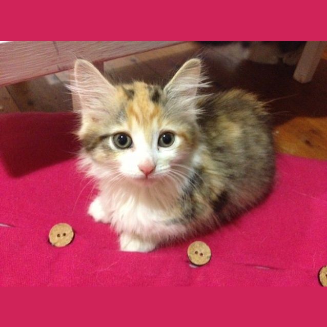 Photo of Luna