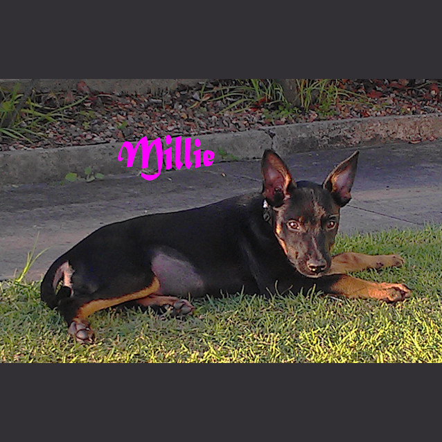 Photo of Millie (On Trial 26/5/13)