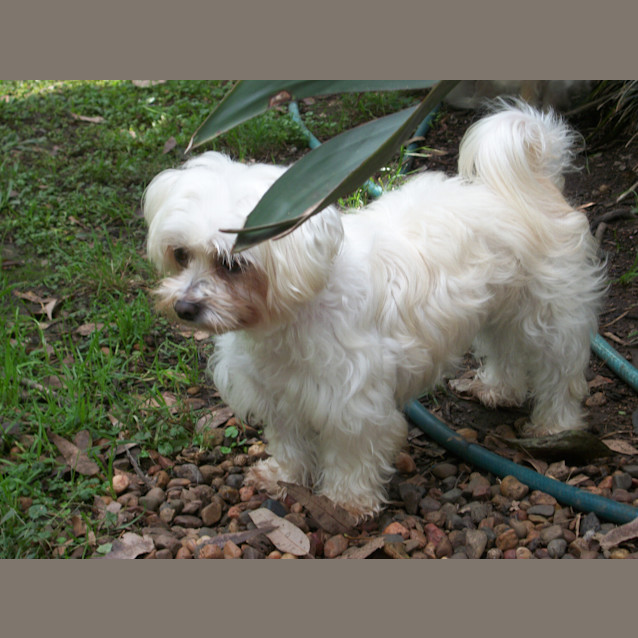 Photo of Zoe (On Trial 22/4/13)