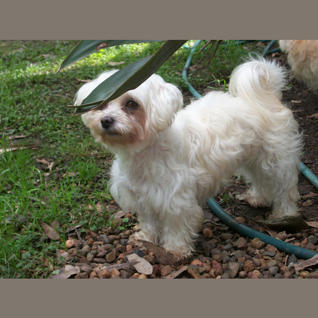 Photo of Zoe (On Trial 22/4/13)