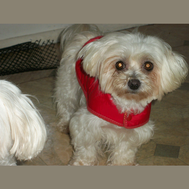 Photo of Zoe (On Trial 22/4/13)