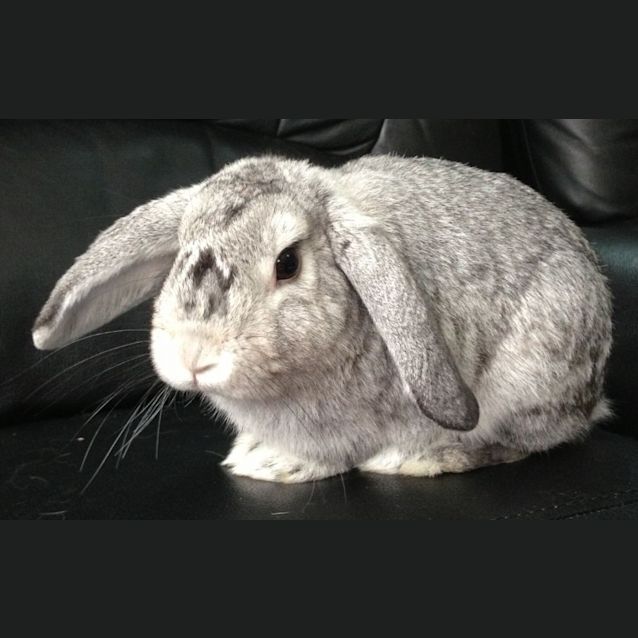 Photo of Mr.Sheffield