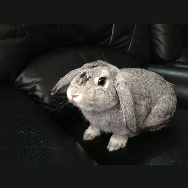 Photo of Mr.Sheffield