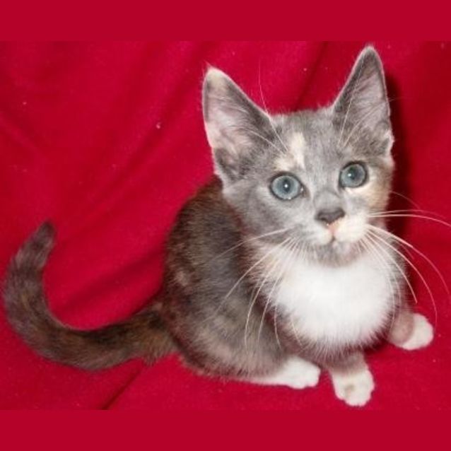 Photo of Diamond