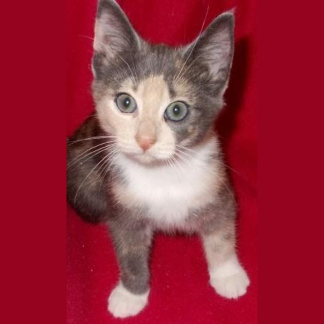 Photo of Pearl