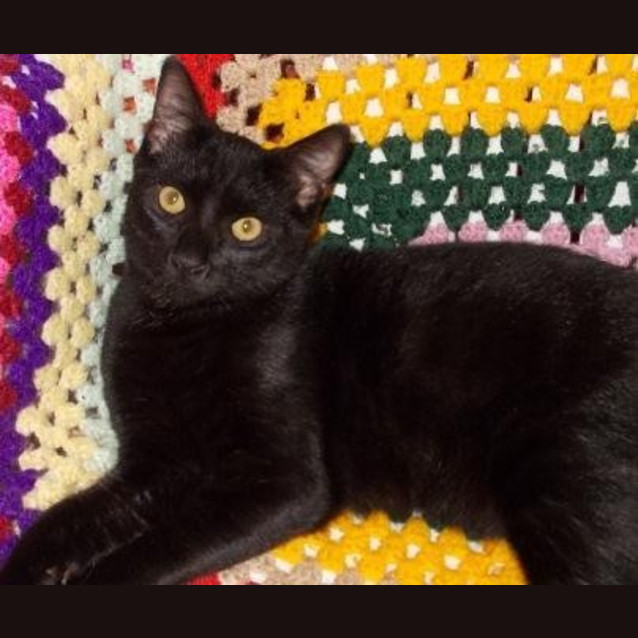 Photo of Midnight