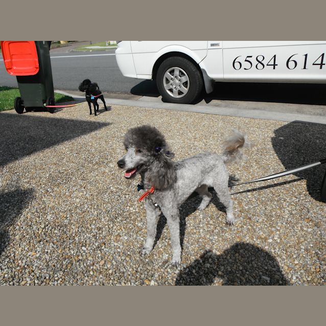 Photo of Mistykent Silver Tiffany 2100349279