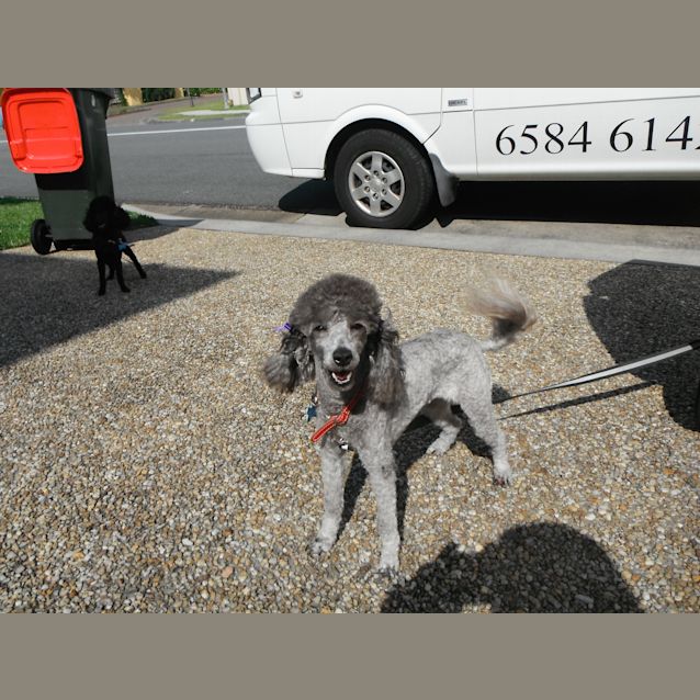 Photo of Mistykent Silver Tiffany 2100349279