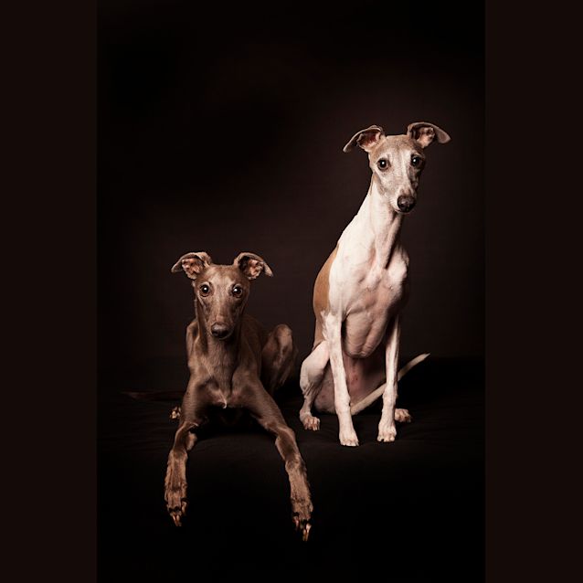 Photo of Bella & Olive