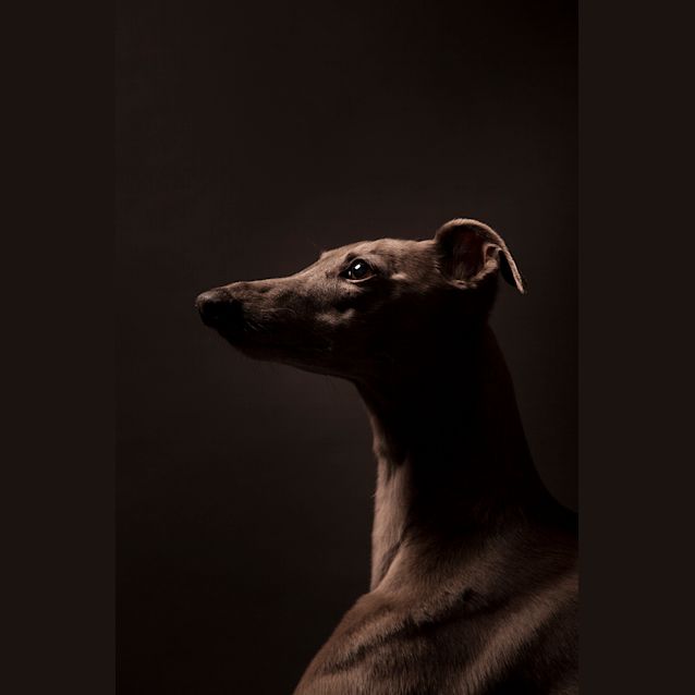 Photo of Bella & Olive