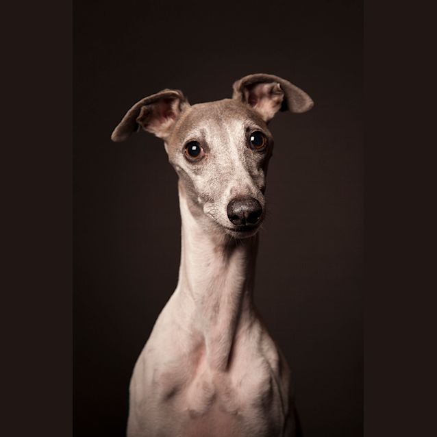 Photo of Bella & Olive