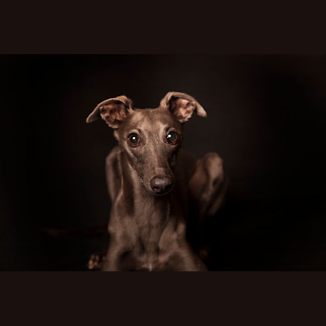 Photo of Bella & Olive