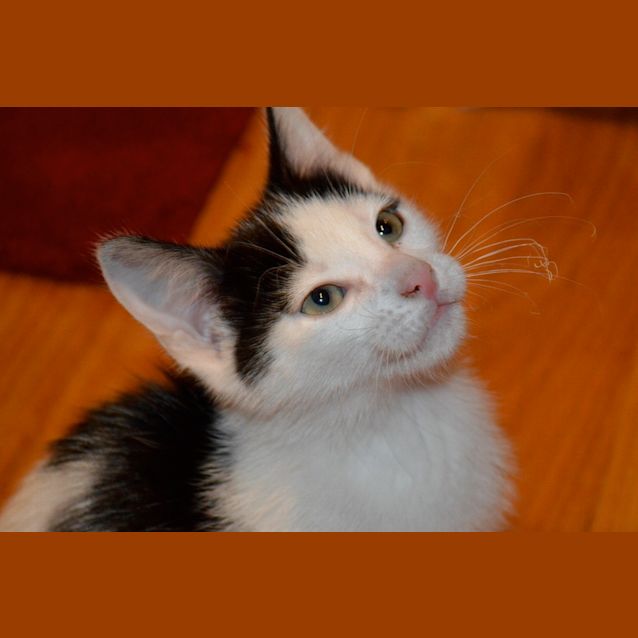 Photo of Diesel