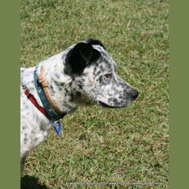 Photo of Oscar (On Trial 8/6/13)