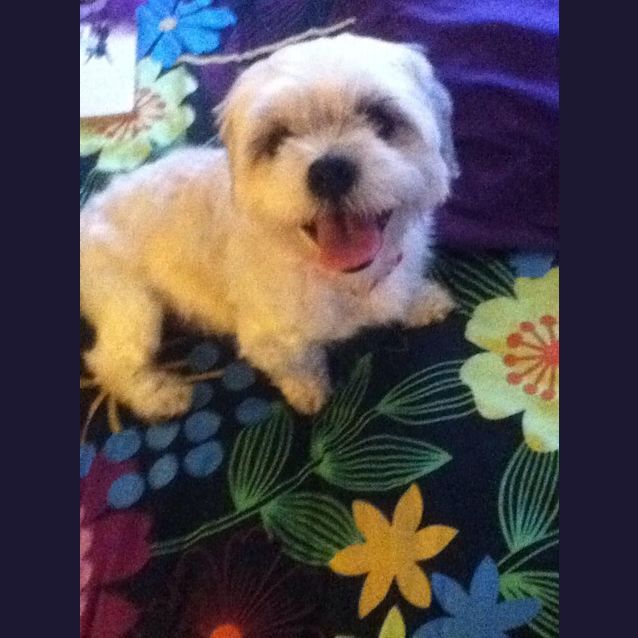 Photo of Gracie