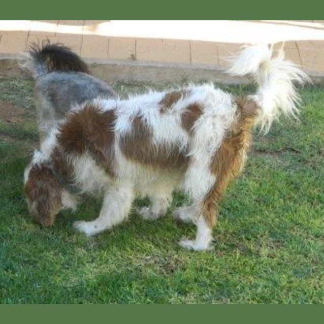 Photo of Lucky *On Trial In His New Home*