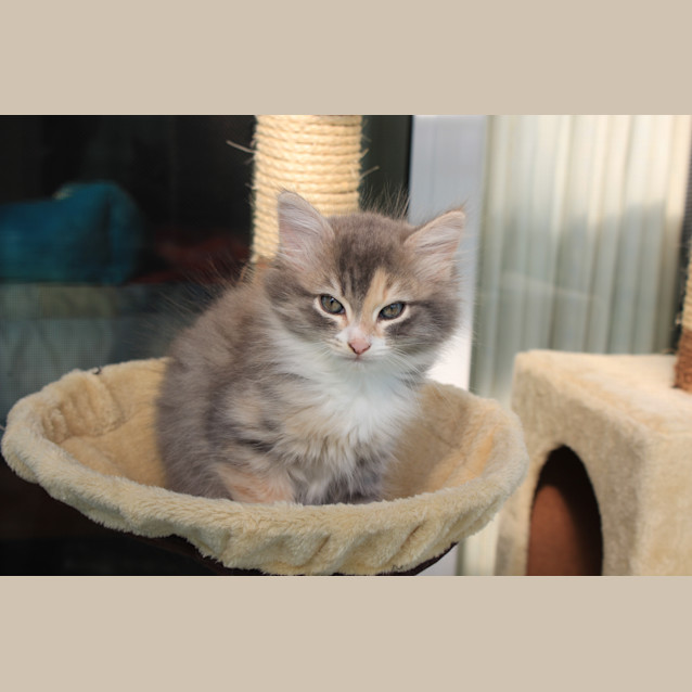 Photo of Claudia * Adoption Pending*