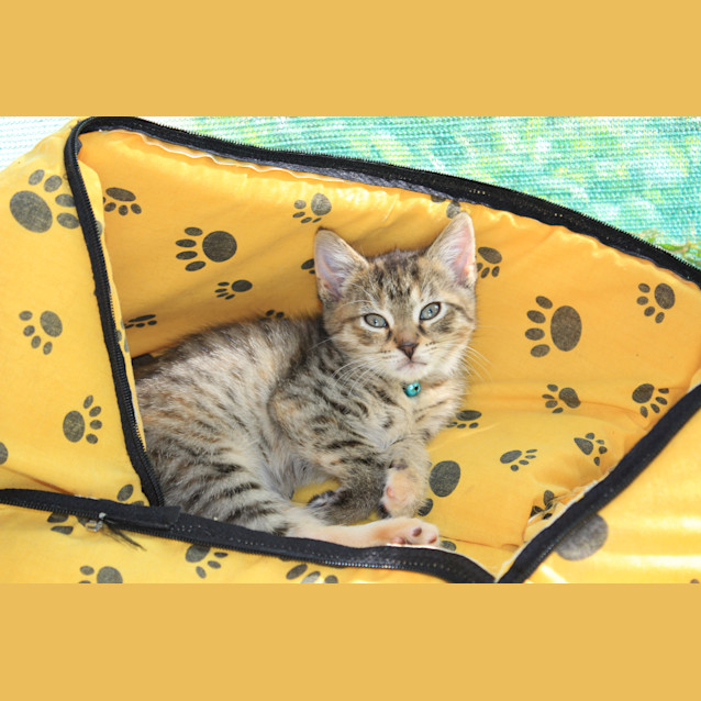Photo of Bianca *Adoption Pending*
