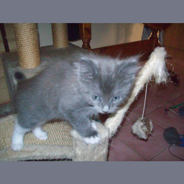 Photo of Lorenza * Adoption Pending*