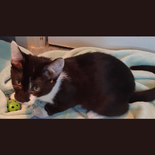 Photo of Cobber