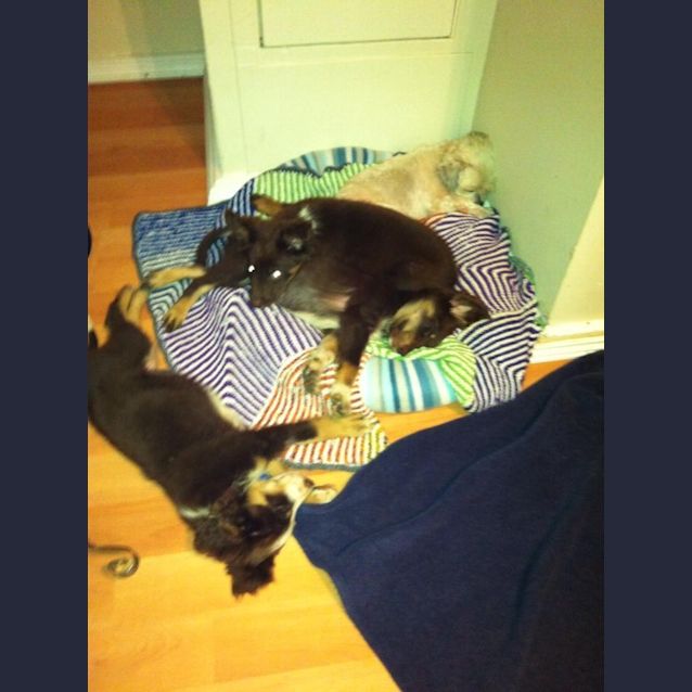 Photo of Gizzy (On Trial 12/5/13)