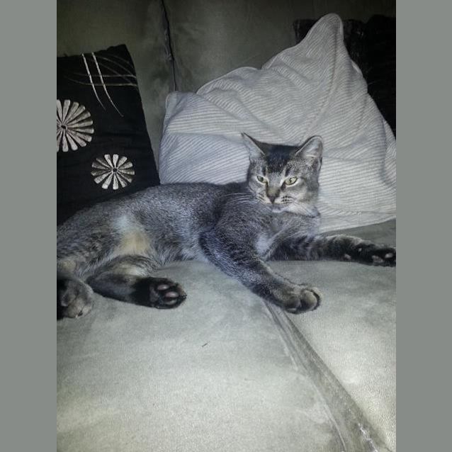Photo of Bentleigh