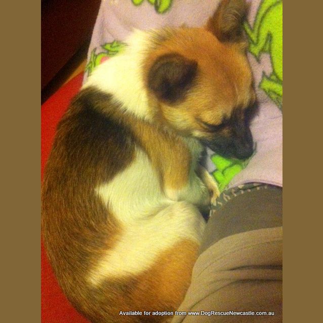 Photo of Penny (Adopted 23/5/13)