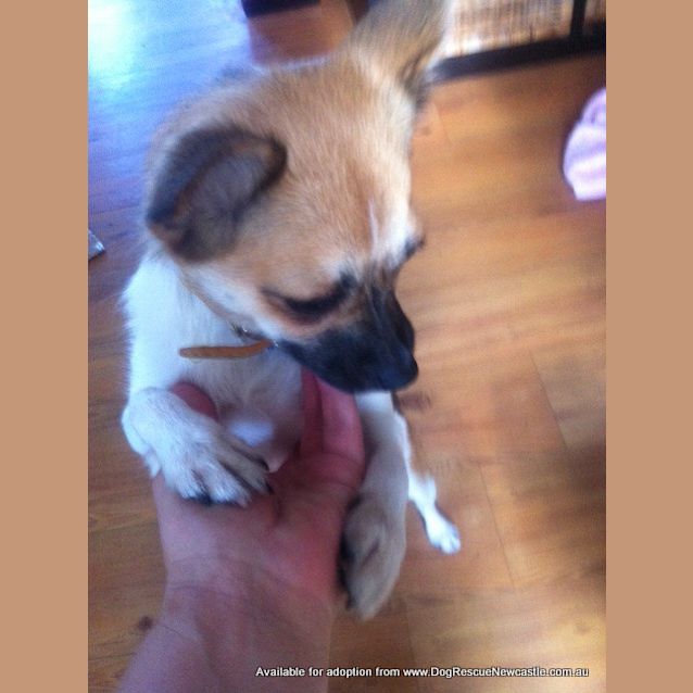 Photo of Penny (Adopted 23/5/13)
