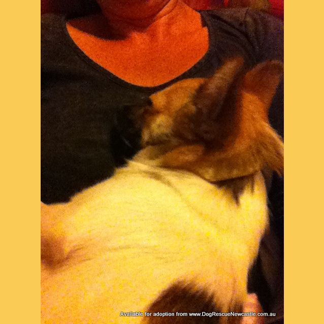 Photo of Penny (Adopted 23/5/13)
