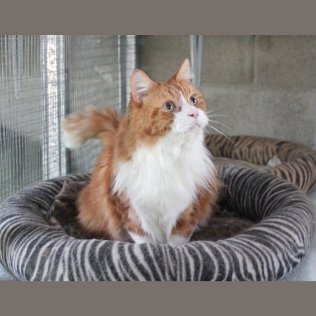 Photo of Winston