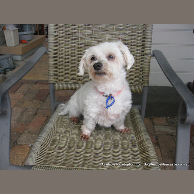 Photo of Mini Moo (On Trial 15/5/13)