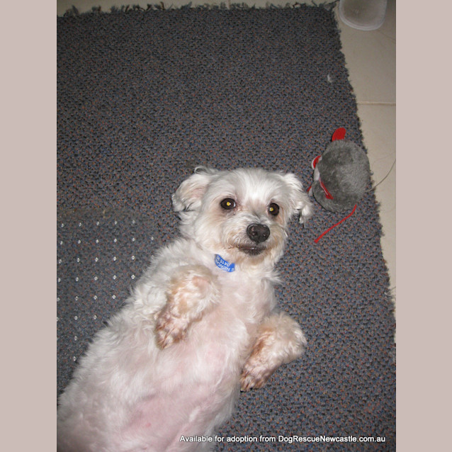Photo of Mini Moo (On Trial 15/5/13)
