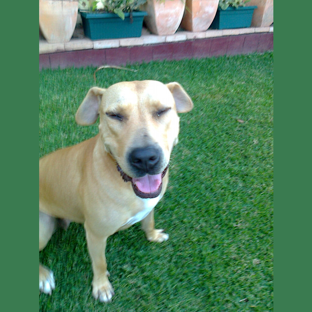 Photo of Lucky
