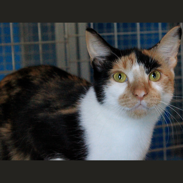 Photo of Wednesday Adams