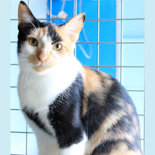 Photo of Wednesday Adams