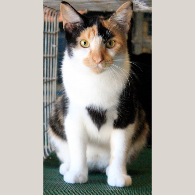 Photo of Wednesday Adams