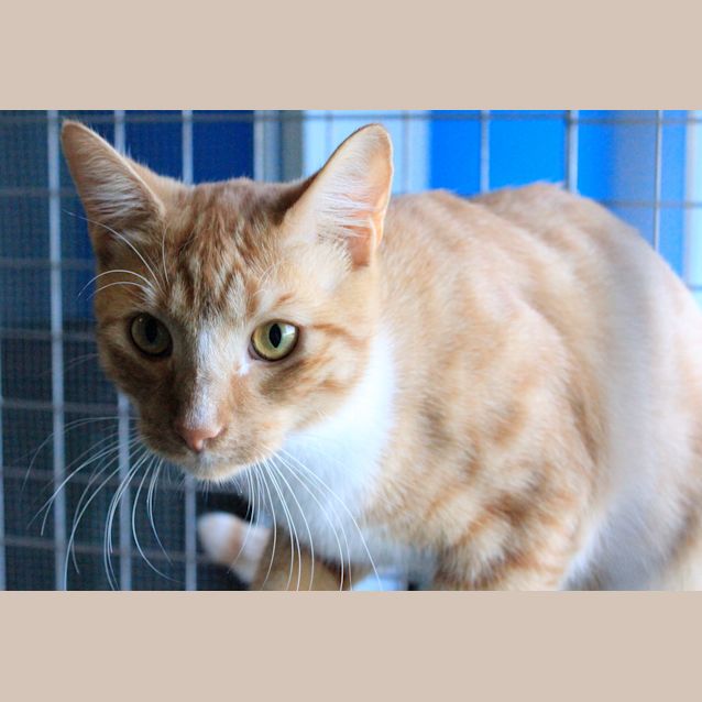 Photo of Errol Flynn