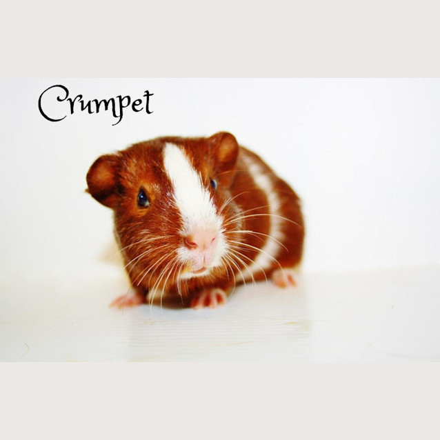 Photo of Crumpet