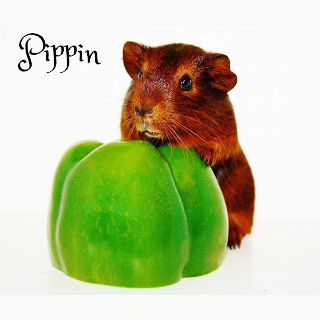 Photo of Pippin 