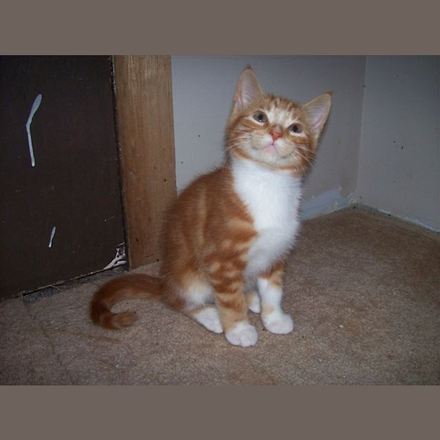Photo of C Ginger