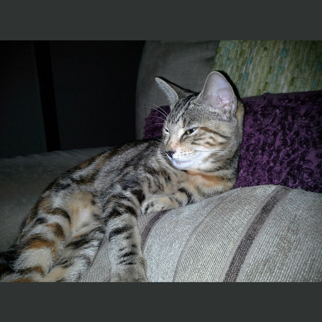 Photo of Lacey