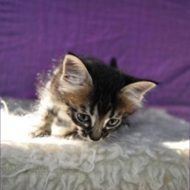 Photo of Felicity
