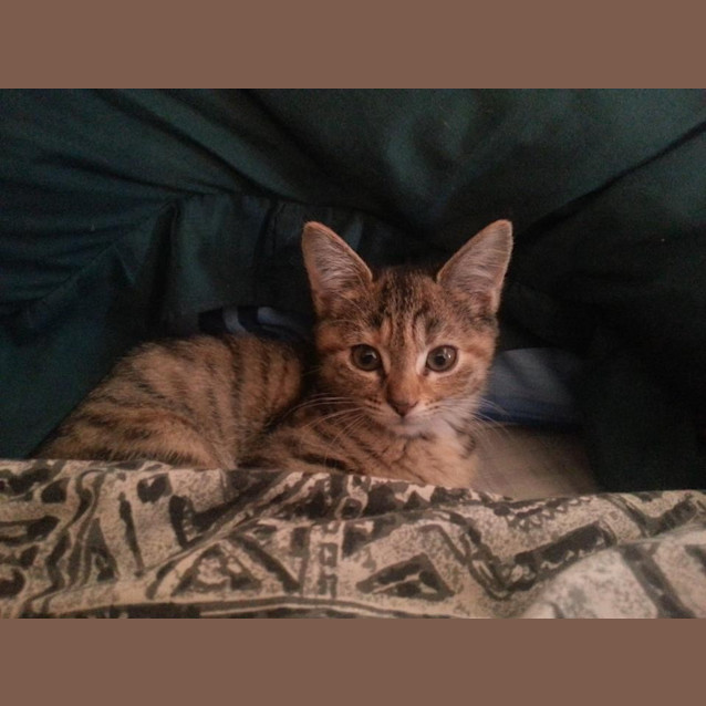 Photo of Pheobe