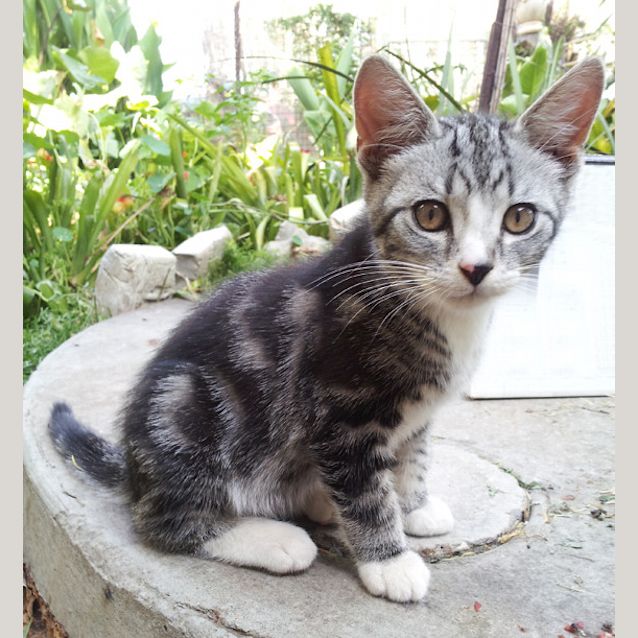 Photo of Dirk Gently