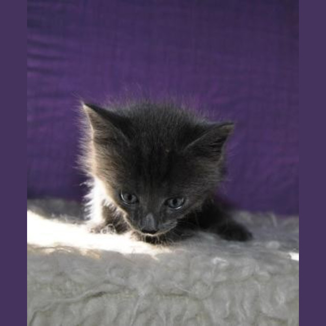 Photo of Samson