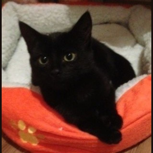 Photo of Ebony
