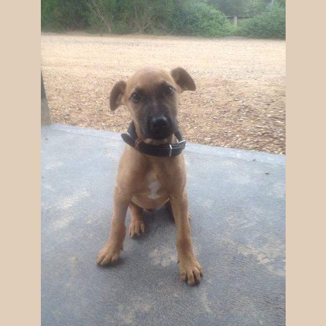 Photo of Buddy The Staghound X Pup