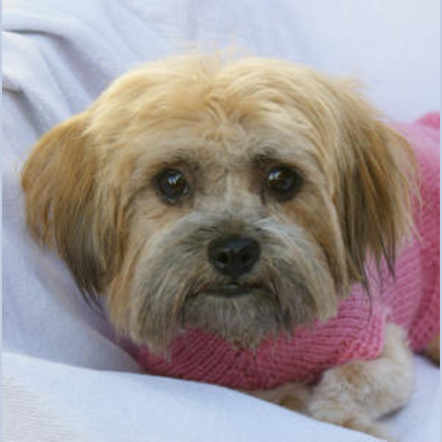 Photo of Maple